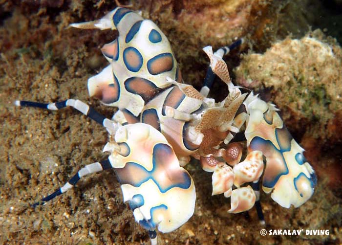 underwater diving courses photo video in Madagascar